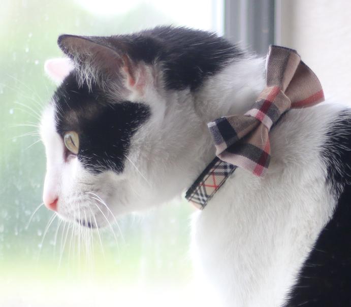 Burberry Inspired Breakaway Cat Collar - Dapper Xpressions