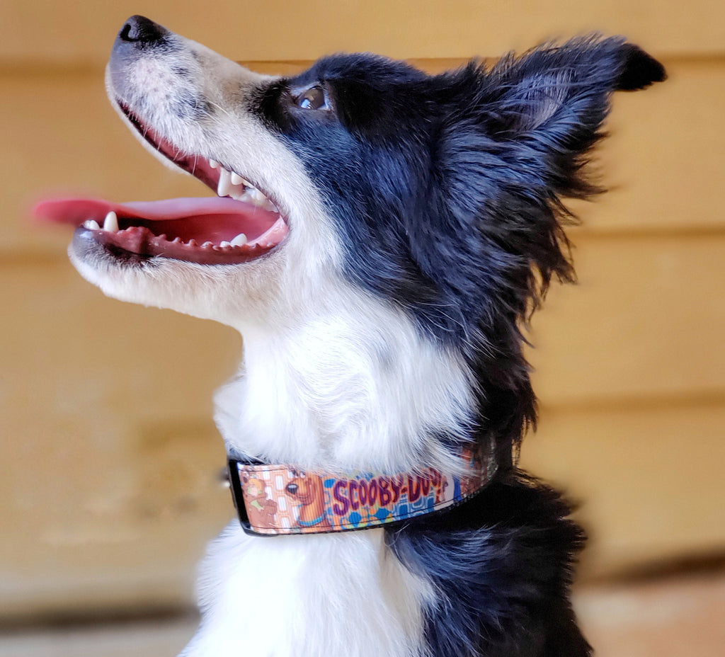 Scooby-Doo One Inch Wide Dog Collar - Dapper Xpressions