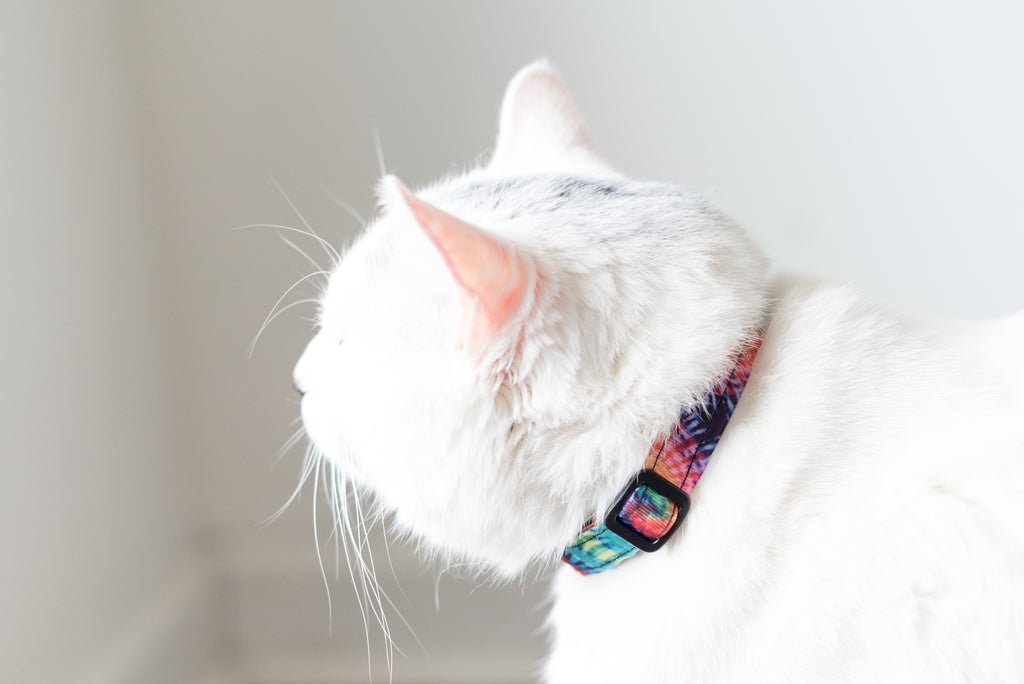 Neon Tie Dye Breakaway Cat Collar - Dapper Xpressions