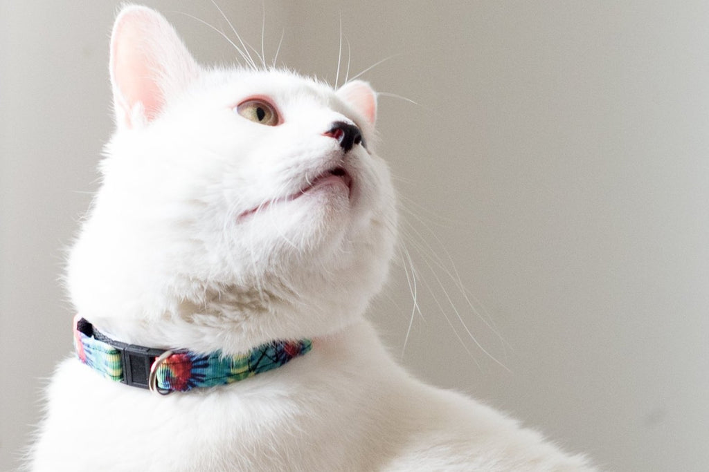 Neon Tie Dye Breakaway Cat Collar - Dapper Xpressions