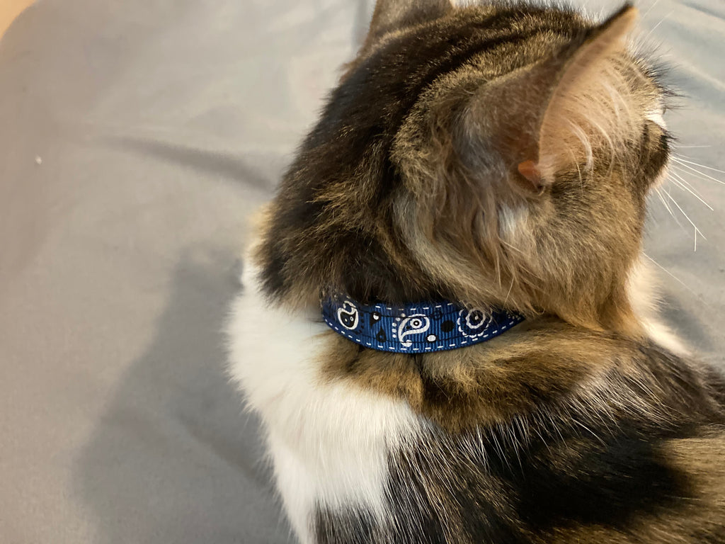 Navy Paisley Breakaway Cat Collar - Dapper Xpressions