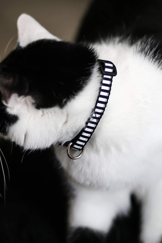 Striped Breakaway Cat Collar - Dapper Xpressions
