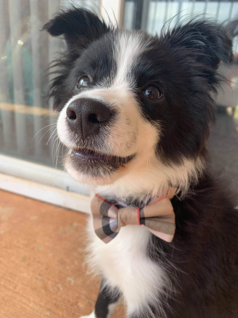 Burberry Inspired Pet Bow Tie - Dapper Xpressions