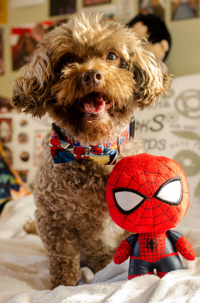 Spider-Man Pet Bow Tie - Dapper Xpressions